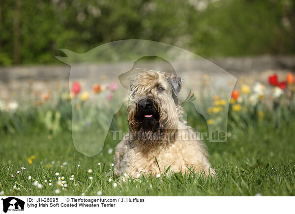 lying Irish Soft Coated Wheaten Terrier / JH-26095