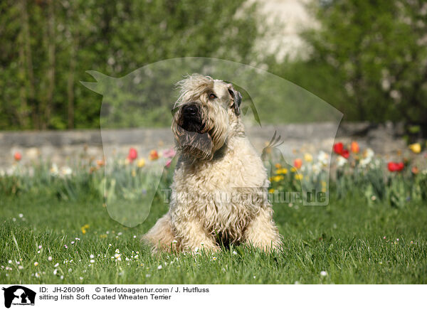 sitting Irish Soft Coated Wheaten Terrier / JH-26096