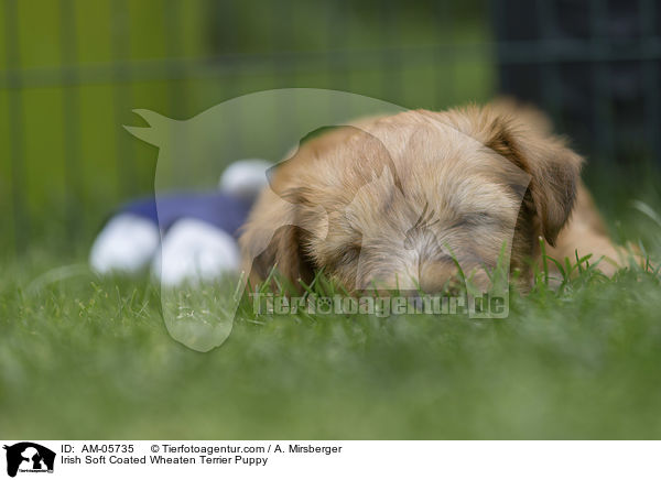 Irish Soft Coated Wheaten Terrier Puppy / AM-05735