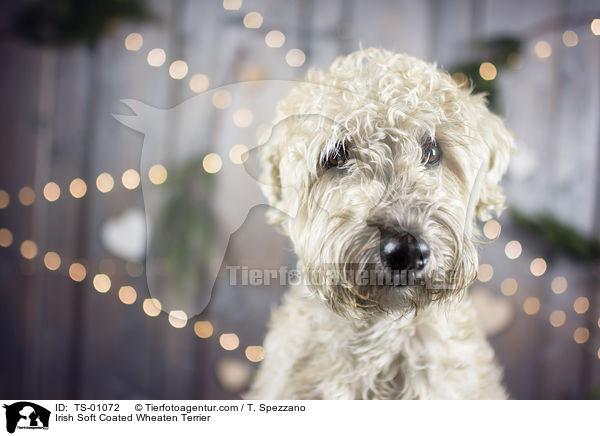 Irish Soft Coated Wheaten Terrier / Irish Soft Coated Wheaten Terrier / TS-01072