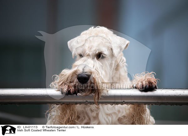 Irish Soft Coated Wheaten Terrier / Irish Soft Coated Wheaten Terrier / LH-01113