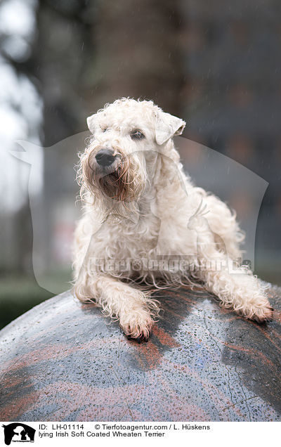 lying Irish Soft Coated Wheaten Terrier / LH-01114