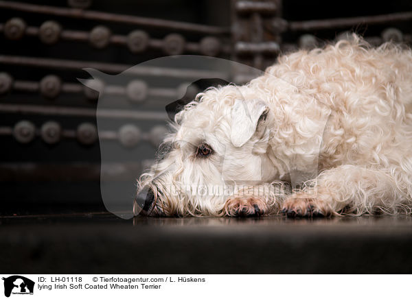 lying Irish Soft Coated Wheaten Terrier / LH-01118