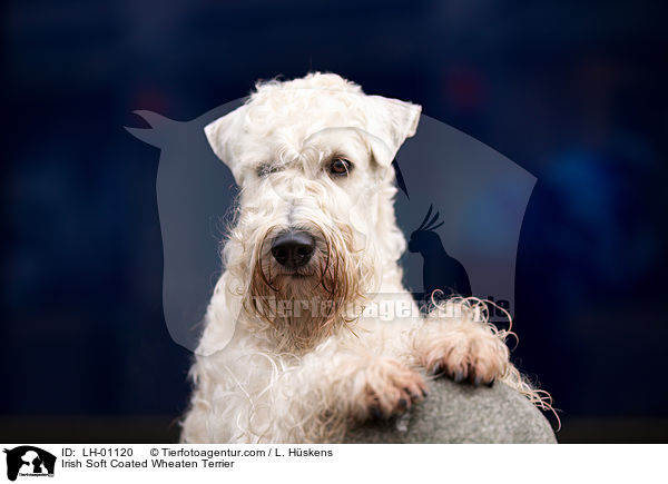 Irish Soft Coated Wheaten Terrier / LH-01120