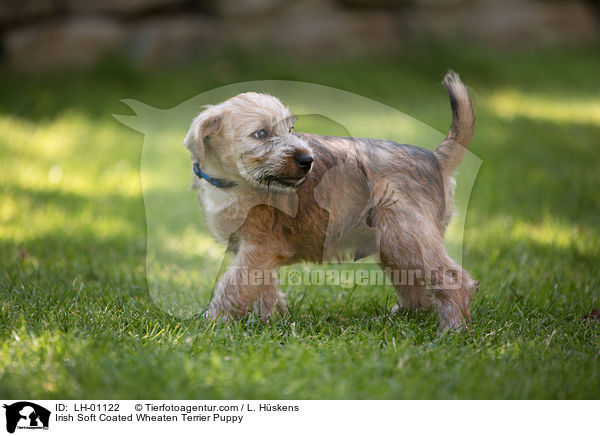 Irish Soft Coated Wheaten Terrier Puppy / LH-01122