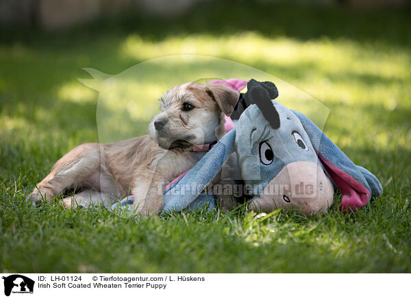 Irish Soft Coated Wheaten Terrier Puppy / LH-01124
