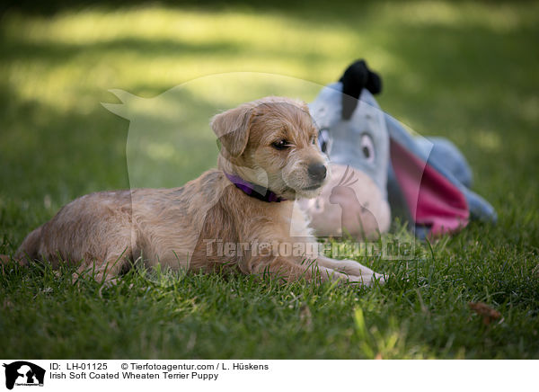Irish Soft Coated Wheaten Terrier Puppy / LH-01125