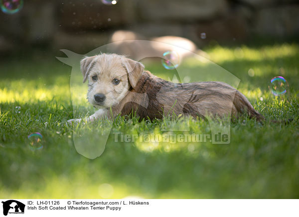 Irish Soft Coated Wheaten Terrier Puppy / LH-01126