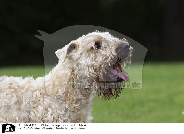 Irish Soft Coated Wheaten Terrier in the summer / JM-04112
