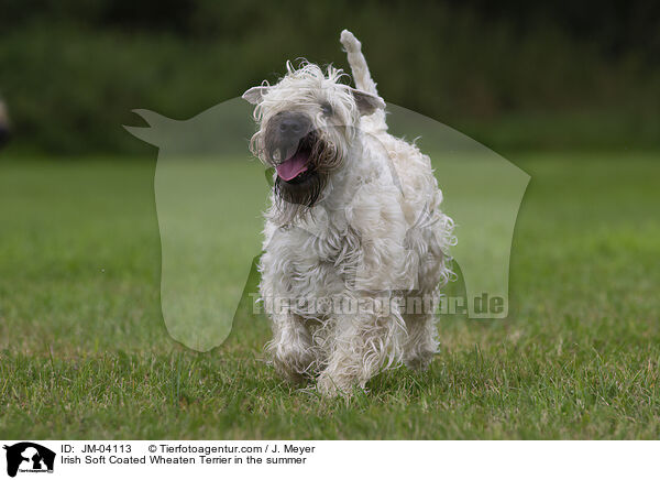 Irish Soft Coated Wheaten Terrier in the summer / JM-04113