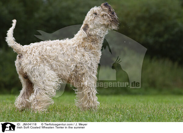 Irish Soft Coated Wheaten Terrier im Sommer / Irish Soft Coated Wheaten Terrier in the summer / JM-04118