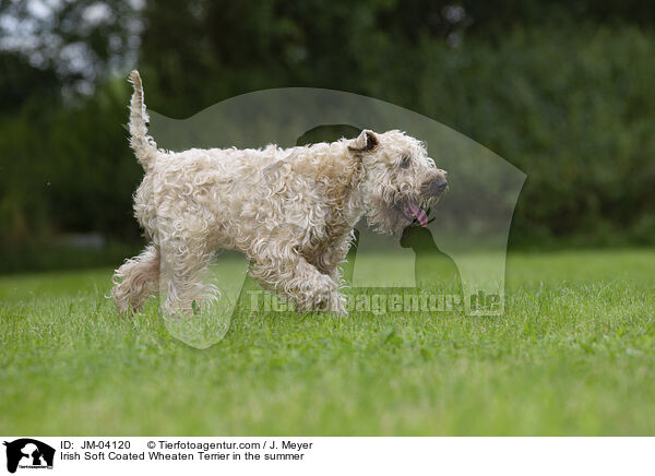 Irish Soft Coated Wheaten Terrier in the summer / JM-04120