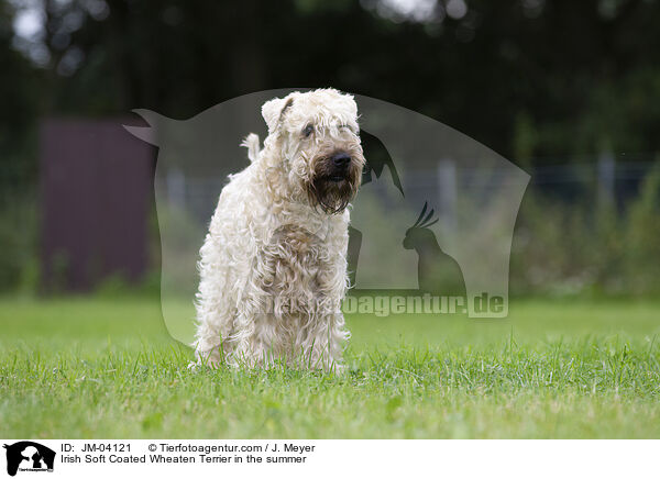 Irish Soft Coated Wheaten Terrier in the summer / JM-04121