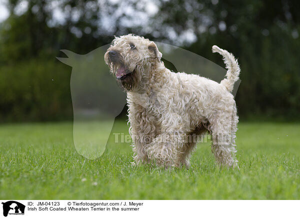 Irish Soft Coated Wheaten Terrier im Sommer / Irish Soft Coated Wheaten Terrier in the summer / JM-04123