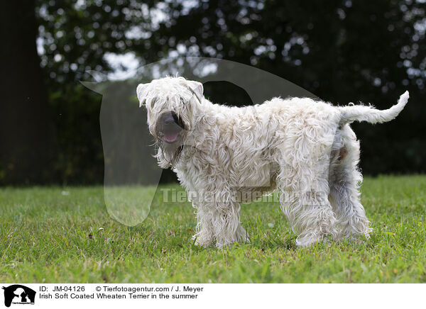 Irish Soft Coated Wheaten Terrier im Sommer / Irish Soft Coated Wheaten Terrier in the summer / JM-04126