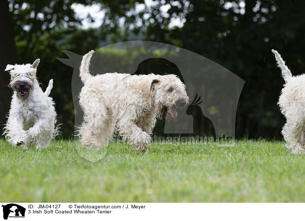 3 Irish Soft Coated Wheaten Terrier / JM-04127