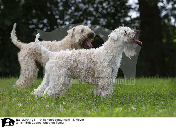 2 Irish Soft Coated Wheaten Terrier / JM-04128