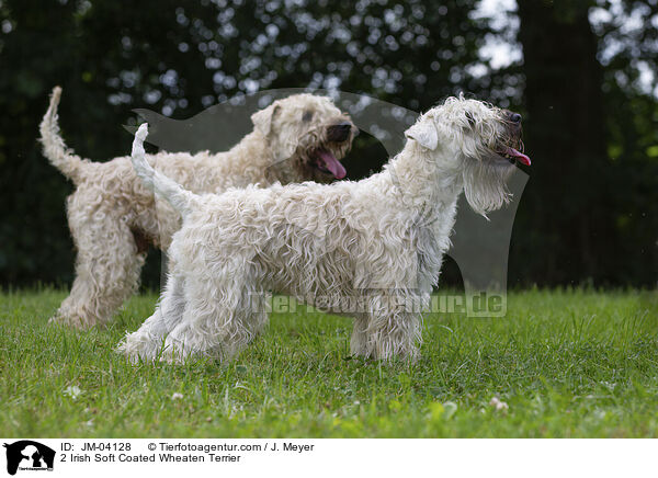 2 Irish Soft Coated Wheaten Terrier / 2 Irish Soft Coated Wheaten Terrier / JM-04128