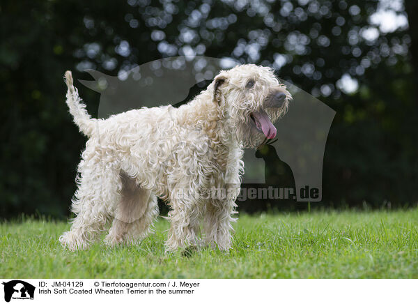 Irish Soft Coated Wheaten Terrier in the summer / JM-04129