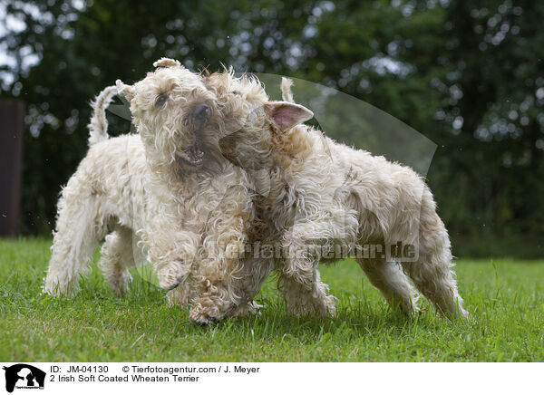 2 Irish Soft Coated Wheaten Terrier / 2 Irish Soft Coated Wheaten Terrier / JM-04130