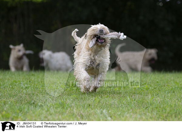 4 Irish Soft Coated Wheaten Terrier / JM-04131