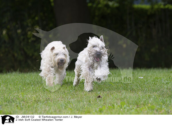 2 Irish Soft Coated Wheaten Terrier / JM-04132