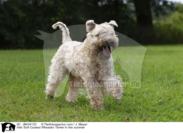 Irish Soft Coated Wheaten Terrier in the summer / JM-04133