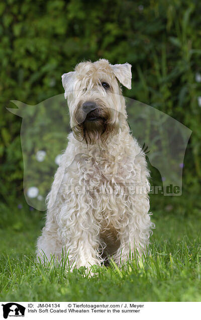 Irish Soft Coated Wheaten Terrier in the summer / JM-04134