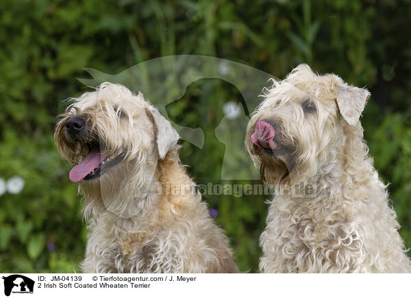 2 Irish Soft Coated Wheaten Terrier / JM-04139