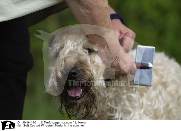 Irish Soft Coated Wheaten Terrier in the summer / JM-04140