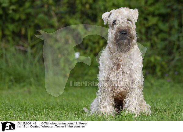 Irish Soft Coated Wheaten Terrier in the summer / JM-04142