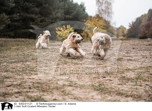 3 Irish Soft Coated Wheaten Terrier / 3 Irish Soft Coated Wheaten Terrier / SAD-01121