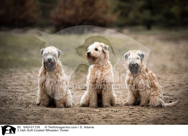 3 Irish Soft Coated Wheaten Terrier / 3 Irish Soft Coated Wheaten Terrier / SAD-01126