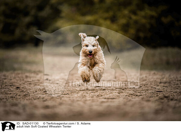 erwachsener Irish Soft Coated Wheaten Terrier / adult Irish Soft Coated Wheaten Terrier / SAD-01130