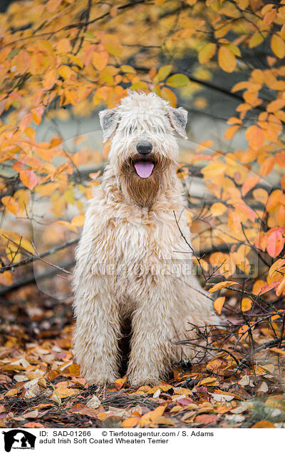 erwachsener Irish Soft Coated Wheaten Terrier / adult Irish Soft Coated Wheaten Terrier / SAD-01266