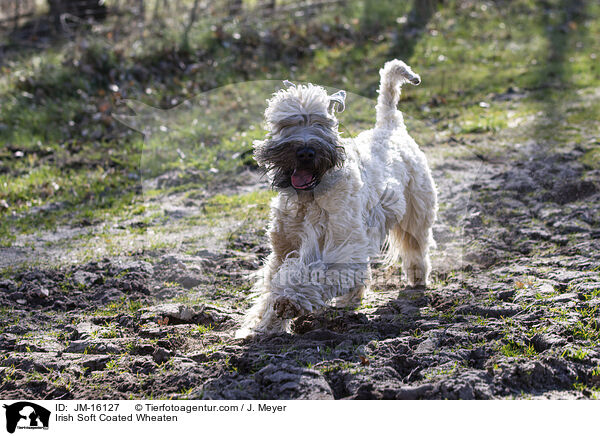 Irish Soft Coated Wheaten / Irish Soft Coated Wheaten / JM-16127