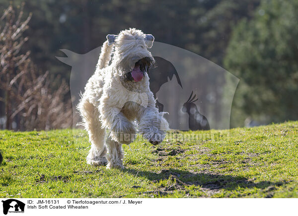 Irish Soft Coated Wheaten / Irish Soft Coated Wheaten / JM-16131