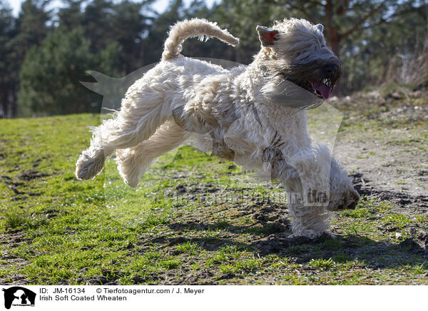 Irish Soft Coated Wheaten / JM-16134