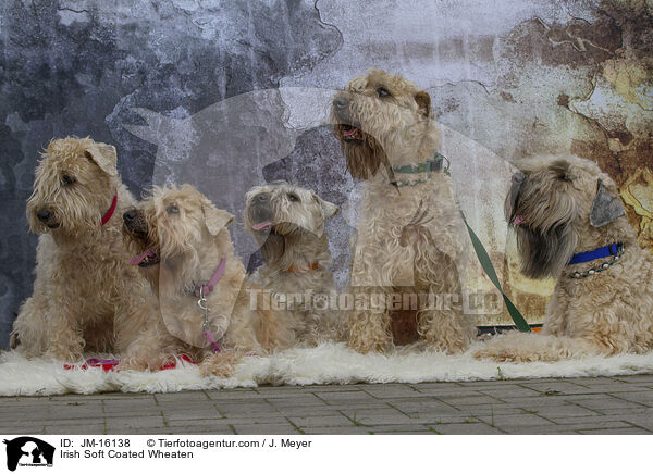 Irish Soft Coated Wheaten / Irish Soft Coated Wheaten / JM-16138