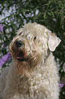 Irish Soft Coated Wheaten Terrier Portrait