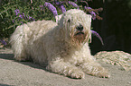 lying Irish Soft Coated Wheaten Terrier