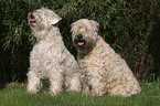 sitting Irish Soft Coated Wheaten Terrier