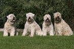 sitting Irish Soft Coated Wheaten Terrier