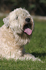 lying Irish Soft Coated Wheaten Terrier