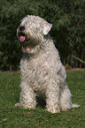 sitting Irish Soft Coated Wheaten Terrier