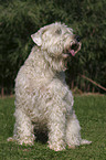 sitting Irish Soft Coated Wheaten Terrier