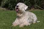 lying Irish Soft Coated Wheaten Terrier