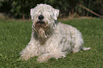 lying Irish Soft Coated Wheaten Terrier