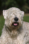 Irish Soft Coated Wheaten Terrier Portrait