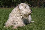 lying Irish Soft Coated Wheaten Terrier